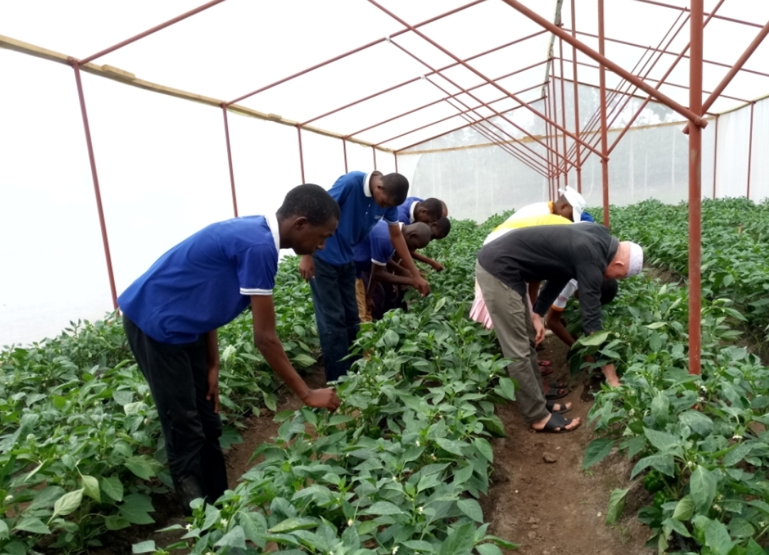 Greenhouse Farming: How to Maximize Crop Production Year-Round