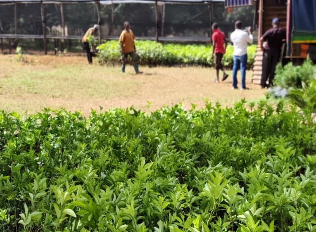 Enhancing Horticultural Production in UYUI District Through Supply Fruit Seedlings