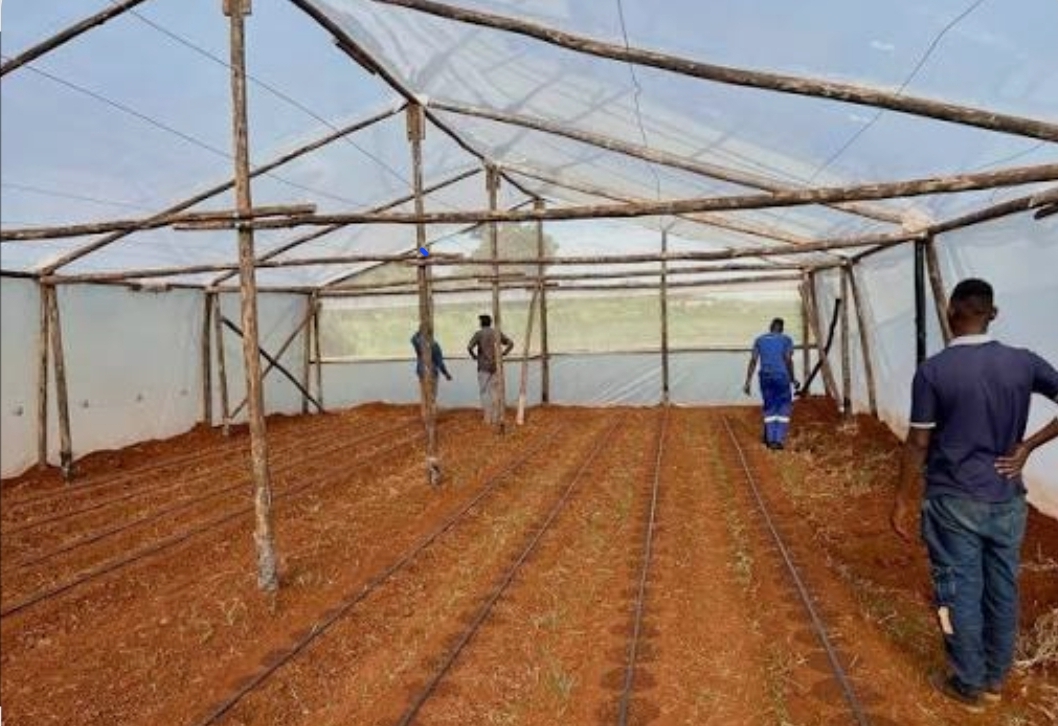 Designing and Construction of Wooden Greenhouse for Protected Horticultural Production