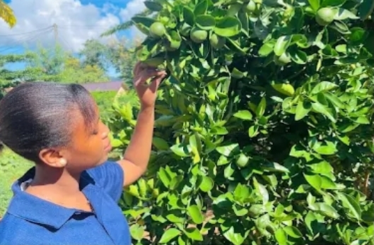 Promoting Sustainable Fruit Production to Smallholder Farmers: UYUI District Project-Tabora